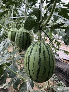 近期网红吃瓜大爆料