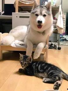 抖音网红吃瓜健身小猫,吃瓜健身两不误，萌态可掬引关注