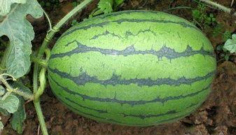 17吃瓜网官网,揭秘娱乐圈最新热点，带你畅游八卦世界