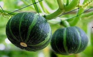 吴川网红吃瓜事件真相揭秘,揭秘背后真相与争议