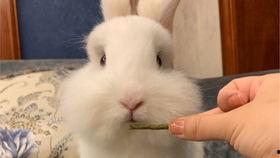 网红吃瓜小兔子视频大全,趣味视频大盘点