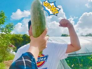 吃瓜家暴网红,家暴网红背后的真相