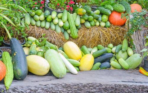 网红吃瓜不要钱,免费盛宴背后的真相揭秘