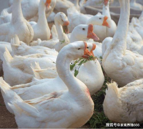 网红大鹅吃瓜图片,萌态十足引网友热议