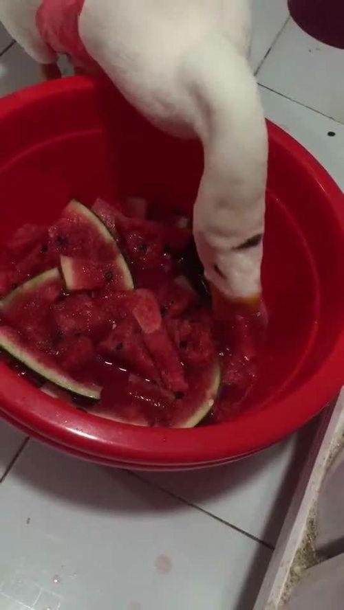 网红大鹅吃瓜图片,萌态十足引网友热议