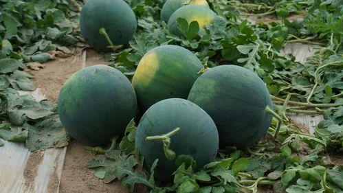 黑暗吃瓜官网,探寻网络暗流涌动的秘密世界