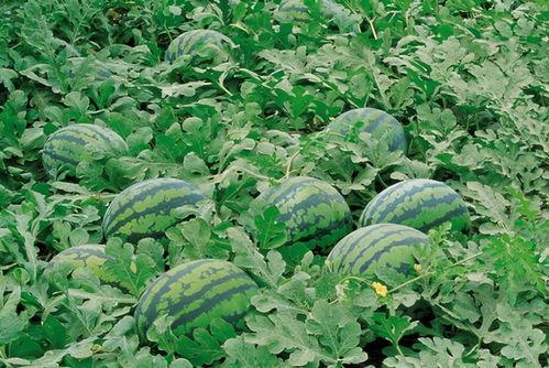 琼海网红吃瓜群微信群号,揭秘微信群号的魅力与社交圈层