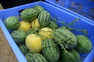 琼海网红吃瓜群微信群号,揭秘微信群号的魅力与社交圈层