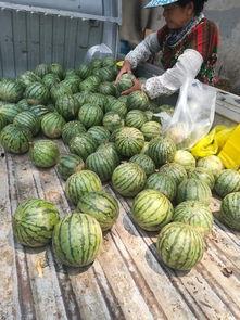 吃瓜网云南傈傈小伙,吃瓜网上的田园生活与民族风情