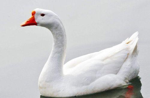 网红鹅鹅吃瓜视频,揭秘娱乐圈幕后真相