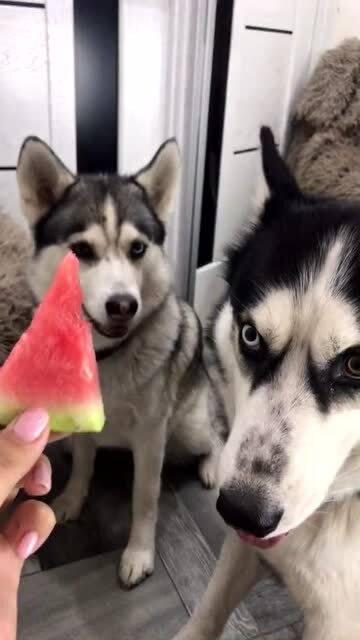 二狗网红吃瓜,揭秘娱乐圈幕后真相