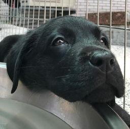 二狗网红吃瓜,揭秘娱乐圈幕后真相