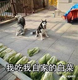 二狗网红吃瓜,揭秘娱乐圈幕后真相