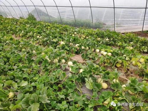 吃瓜网每日大赛往期内容最新入口,探寻往期精彩瞬间，最新入口一网打尽！