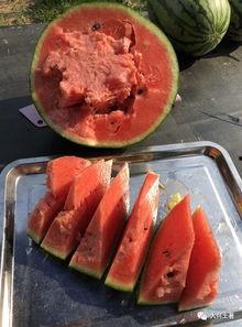 靖边网红吃瓜是谁啊,揭秘背后真相与争议