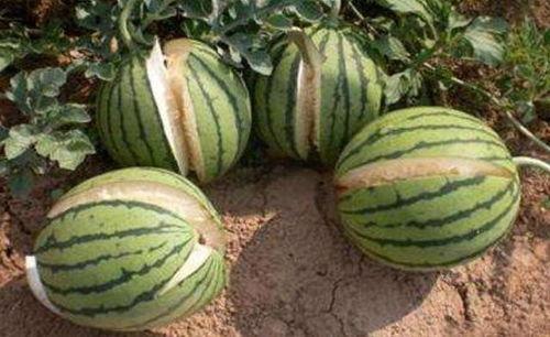 西安吃瓜网红事件真相,真相背后的网络舆论风暴