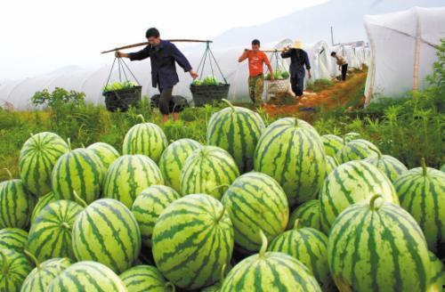 为什么吃瓜网打不开了,为何“吃瓜网”突然无法访问背后的真相