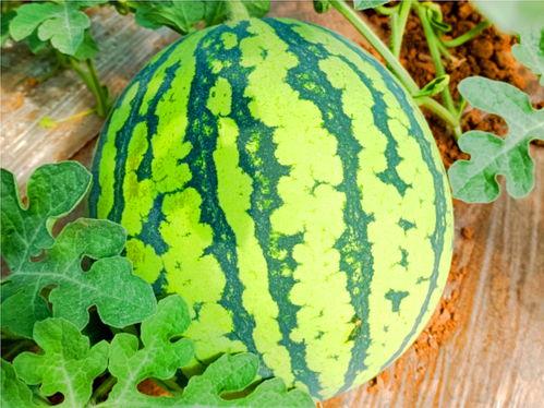 ccgg51ct吃瓜网,揭秘娱乐圈幕后故事，带你领略明星真实生活