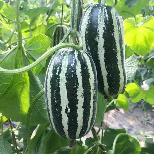 ccgg51ct吃瓜网,揭秘娱乐圈幕后故事，带你领略明星真实生活