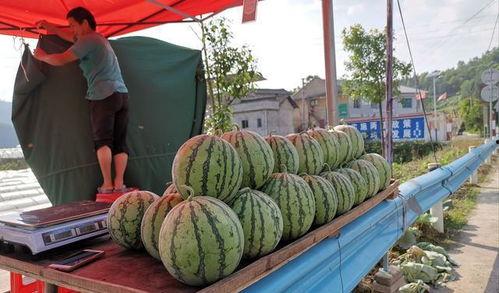 安溪吃瓜网红事件,网络舆论的风暴与反思