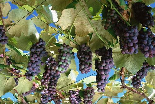 网红吃瓜葡萄图片高清,高清美图揭秘甜蜜诱惑