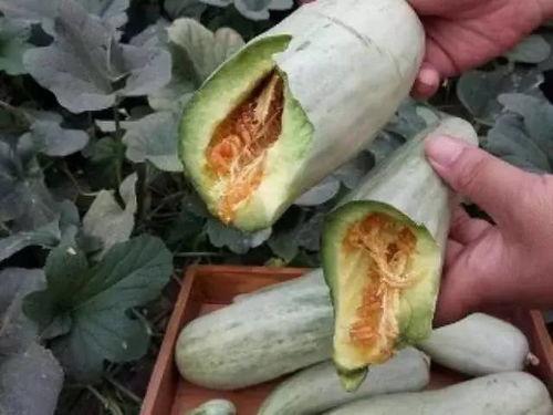 抖音网红星野吃瓜,揭秘抖音网红幕后故事