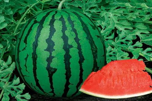 抖音网红星野吃瓜,揭秘抖音网红幕后故事