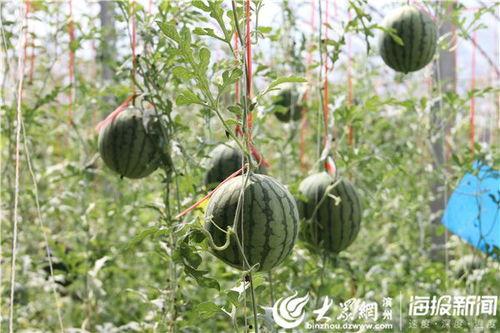 宜都网红吃瓜事件视频,揭秘网络热议背后的真相