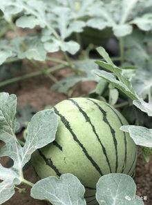 哈尔滨网红吃瓜,揭秘冰城美食圈的热辣故事