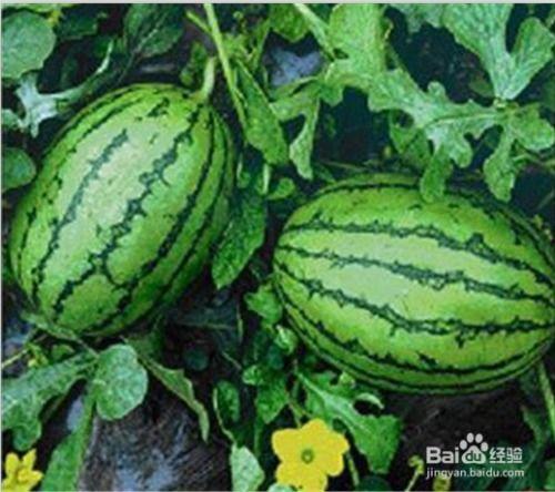 8月10日吃瓜事件网红,网红引发的网络狂欢与反思