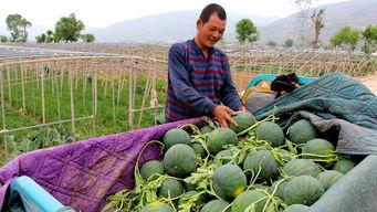 武都网红吃瓜群众视频曝光,揭秘幕后真相