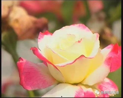 吃瓜网色花,色花背后的故事与真相