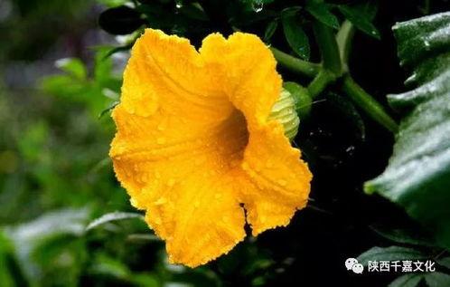 吃瓜网色花,色花背后的故事与真相