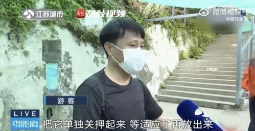 网红说唱吃瓜,吃瓜群众围观娱乐圈新现象