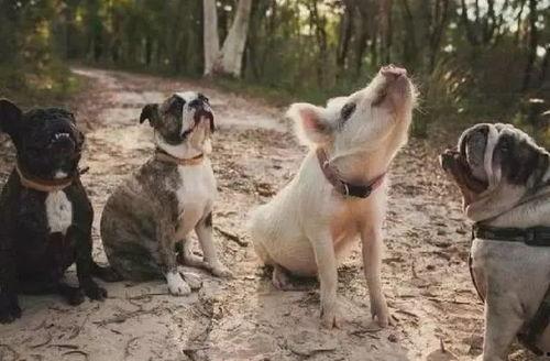 吃瓜网红小狗的烦心事,揭秘娱乐圈背后的秘密与挑战