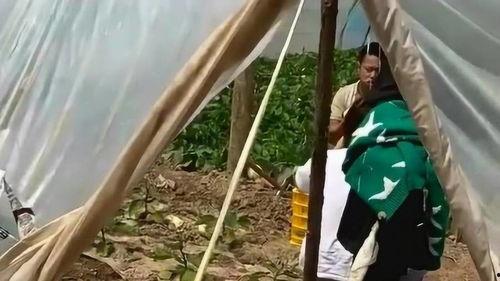 村里近期吃瓜事件网红