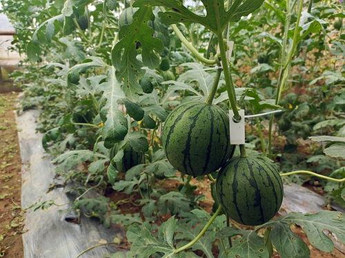 五一群众吃瓜网在线观看,在线观看，笑料连连