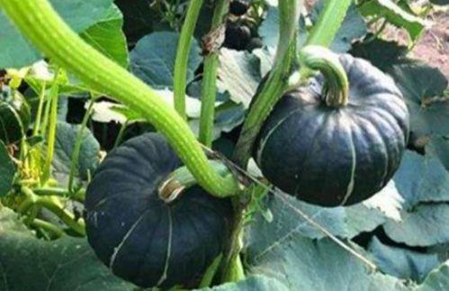 网红吃瓜金伊娜是谁,瓜界风云人物