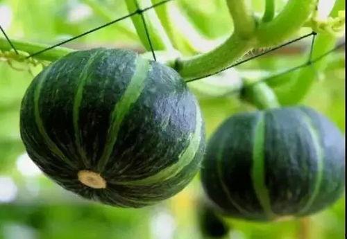 专门吃网红瓜的群叫什么