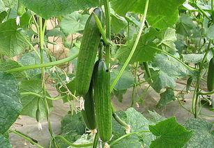 专门吃网红瓜的群叫什么