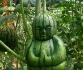 镇平网红吃瓜事件真相,真相背后的网络风波