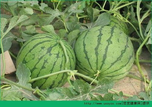 网瓜吃有什么好处,揭秘日常饮食中的神奇益处