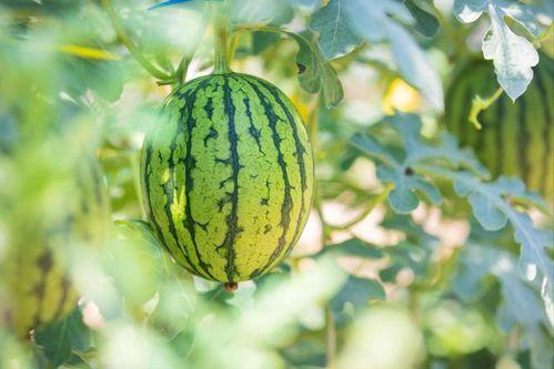 徐州吃瓜网红有哪些名字