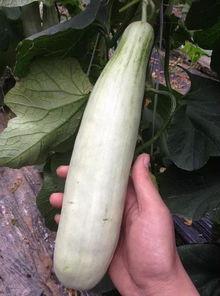 哪些出名的网红瓜可以吃,盘点那些让人垂涎欲滴的美食传奇