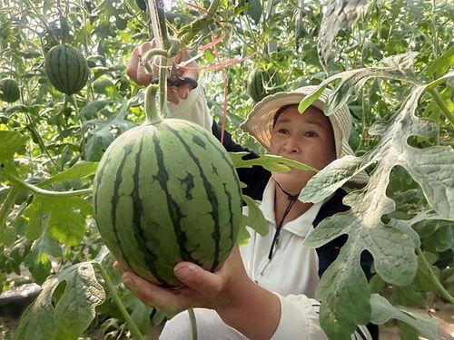 网红吃云南小瓜视频大全