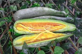 微信网红吃瓜,揭秘微信网红背后的那些事