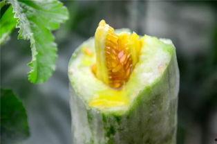 微信网红吃瓜,揭秘微信网红背后的那些事